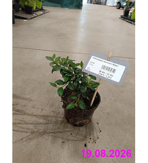 Cotoneaster dammeri 'Major' C 1 L